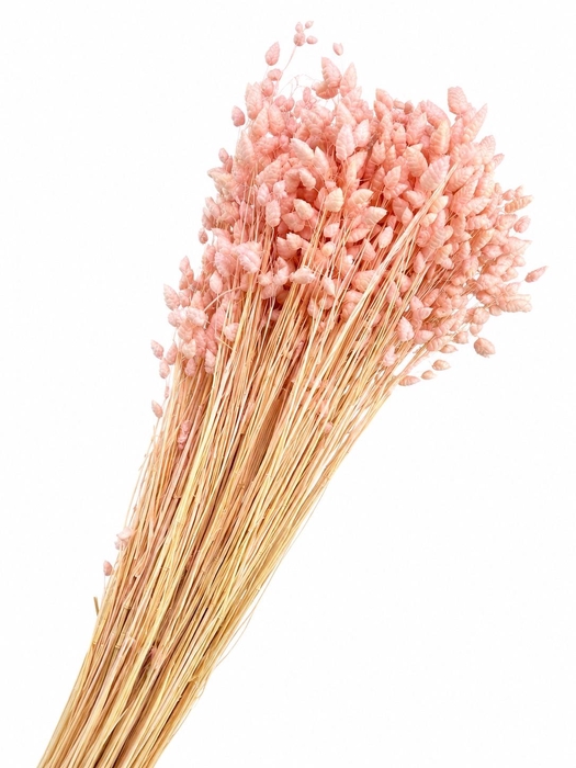<h4>Dried Bleached Briza Light Pink</h4>
