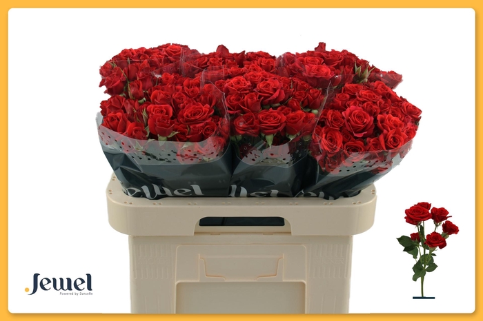 <h4>R TR MIRABEL Water</h4>