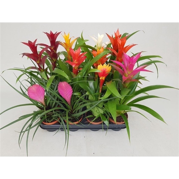 <h4>Bromelia variés</h4>
