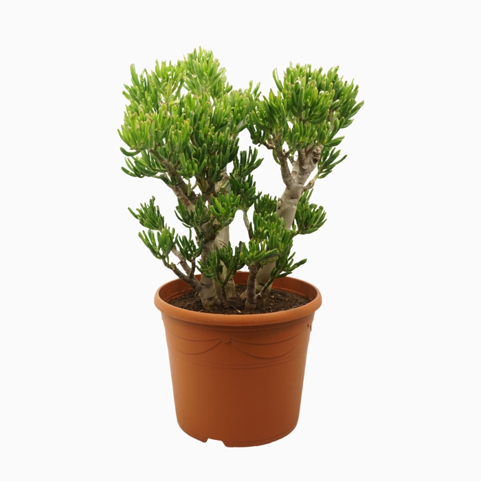 Crassula Gollum