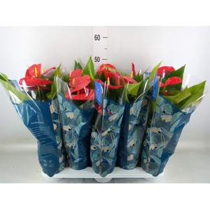 Anthurium andr. 'Karma Red'