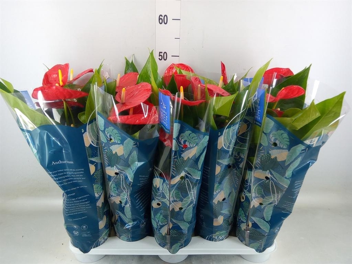 <h4>Anthurium andr. 'Karma Red'</h4>
