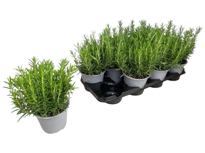 <h4>Rosmarinus Officinalis Bush</h4>