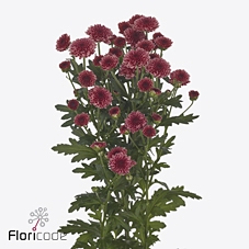 Chrys sa madiba cherry tyolo