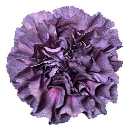 <h4>DI ST EXTASIS</h4>