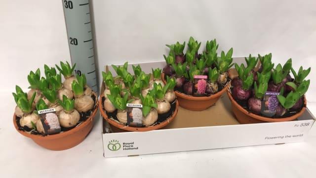 HYACIN PEAR GEM 2 KL