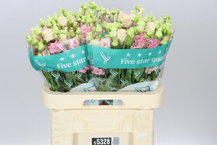 <h4>Eust Du Alissa L Pink</h4>