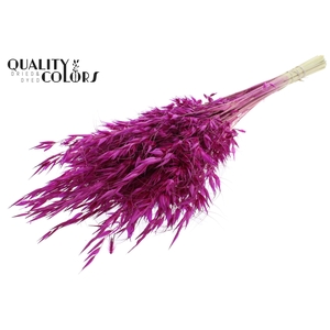 Avena Wild per bunch Lilac