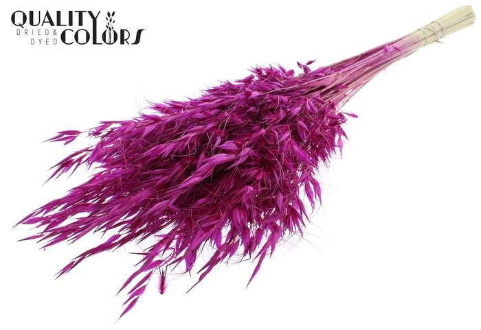 <h4>Avena Wild per bunch Lilac</h4>