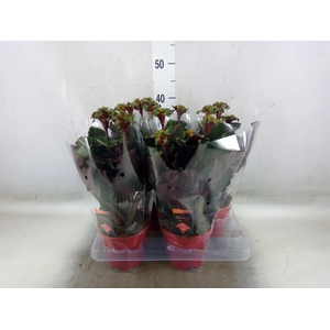 Calathea crocata 'Maravida'