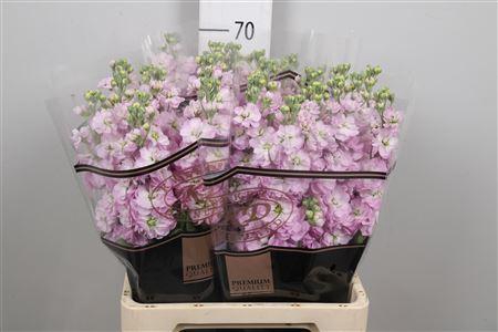 <h4>Matth Mathilda Pink</h4>