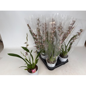 BRASSIA SUMMER DREAM
