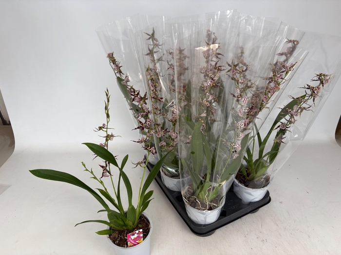 <h4>BRASSIA SUMMER DREAM</h4>