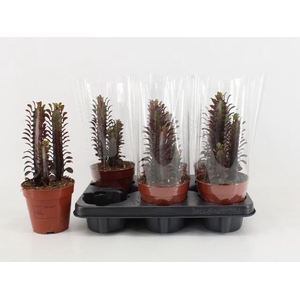 Euphorbia trigona Rubra