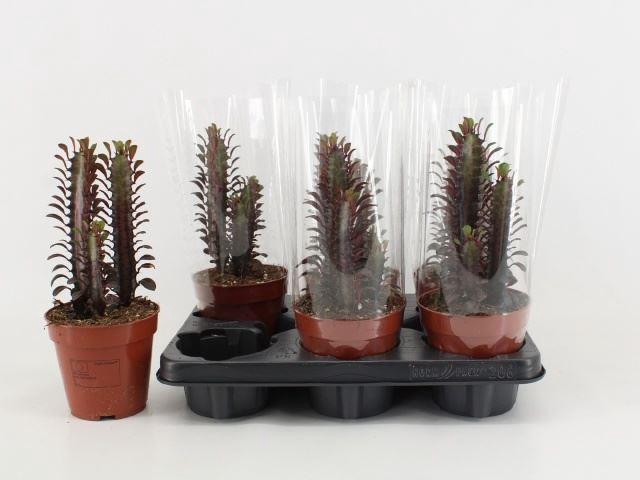 <h4>Euphorbia trigona Rubra</h4>