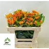 Ascl Tuberosa
