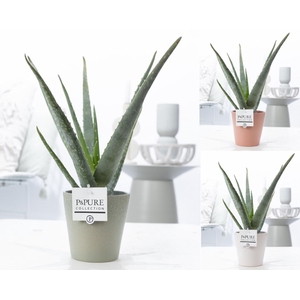 Aloe Vera in P&PURE Ruby ceramics ass. 3