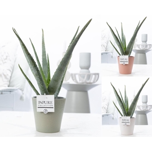 Aloe Vera in P&PURE Ruby ceramics ass. 3