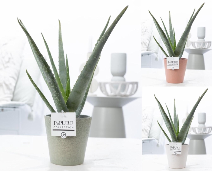 <h4>Aloe Vera in P&PURE Ruby ceramics ass. 3</h4>
