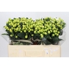Hypericum Smiley Romance