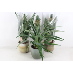 arr3 BS - Ottawa ananas mi amigo