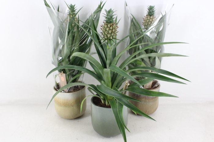 <h4>arr3 BS - Ottawa ananas mi amigo</h4>