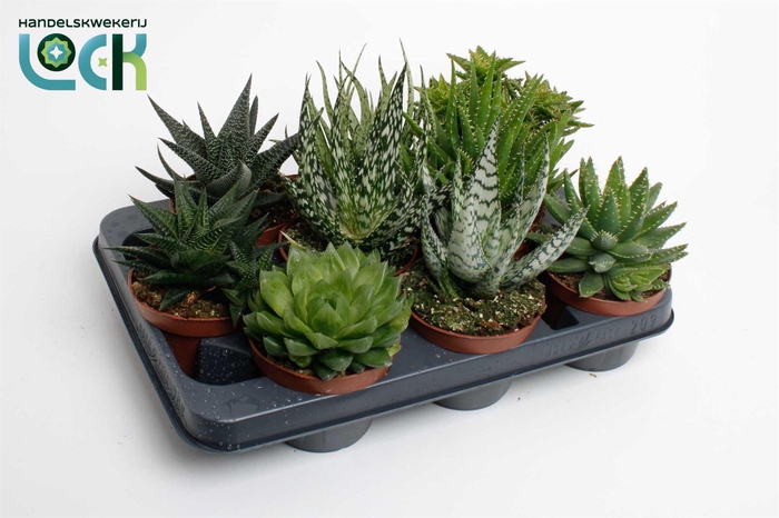 <h4>Aloe   ...mix</h4>