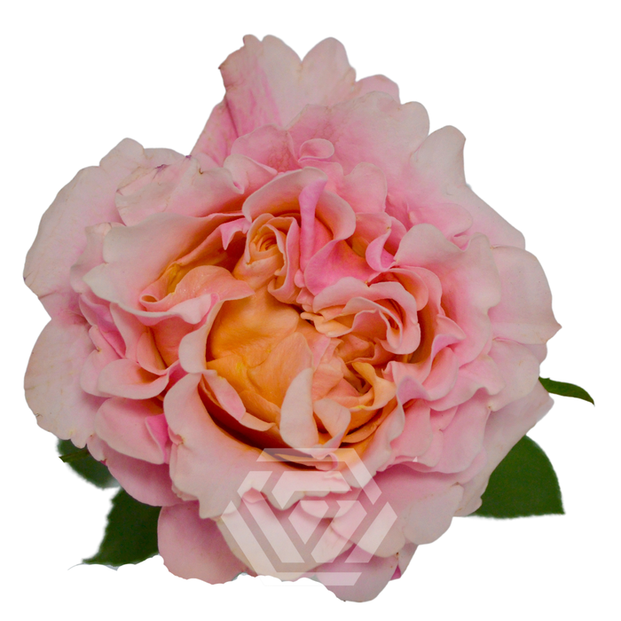 MAYRA PEACH 50CM 25ST Tessa