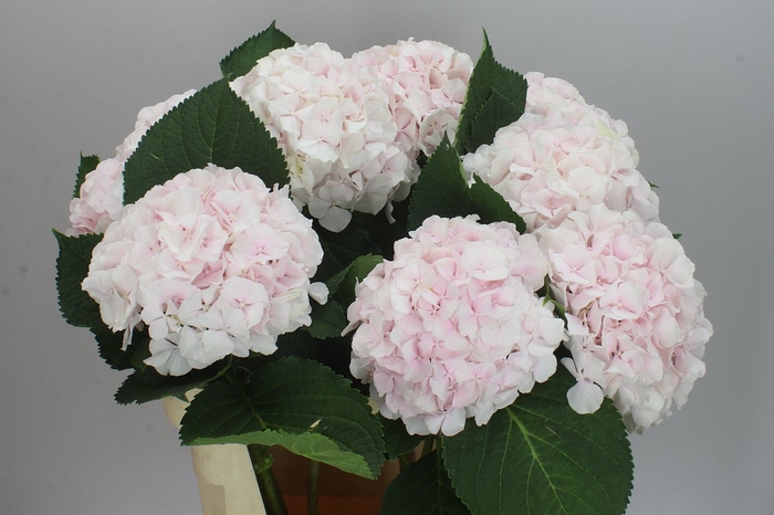 <h4>Hyd Sweet Verena</h4>