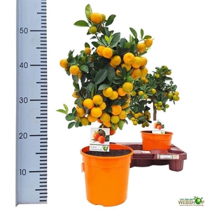 CITR MICROCARPA