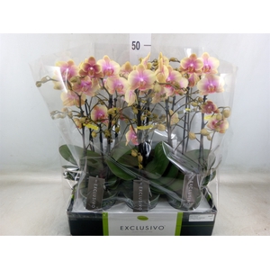 Phalaenopsis multi.   ...yellow
