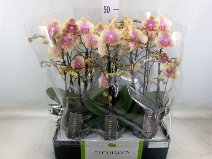 <h4>Phalaenopsis multi.   ...yellow</h4>