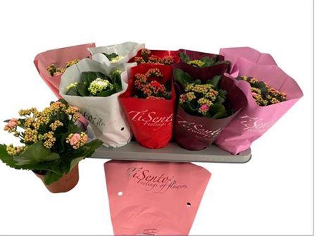 <h4>Kal Ov Gemengd</h4>