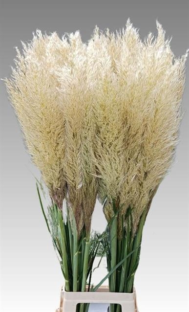 Dried Cortaderia Luxe Fluffy Cloud