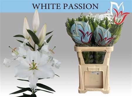 <h4>Li Or White Passion 6+</h4>