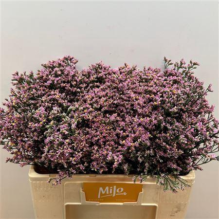 <h4>Lim Sin Blush Diamond</h4>