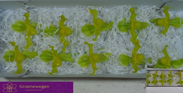 <h4>PAPHIO AM CULTIVARS</h4>