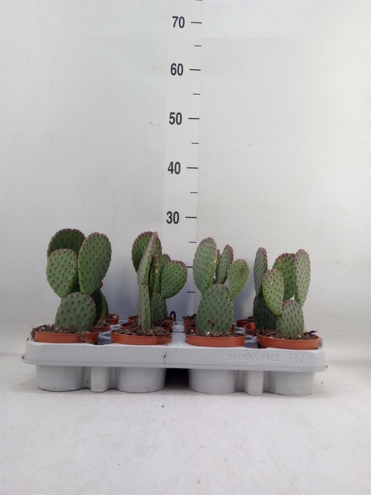 <h4>Opuntia microdasys</h4>