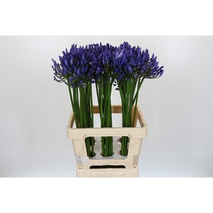Agapanthus Uri