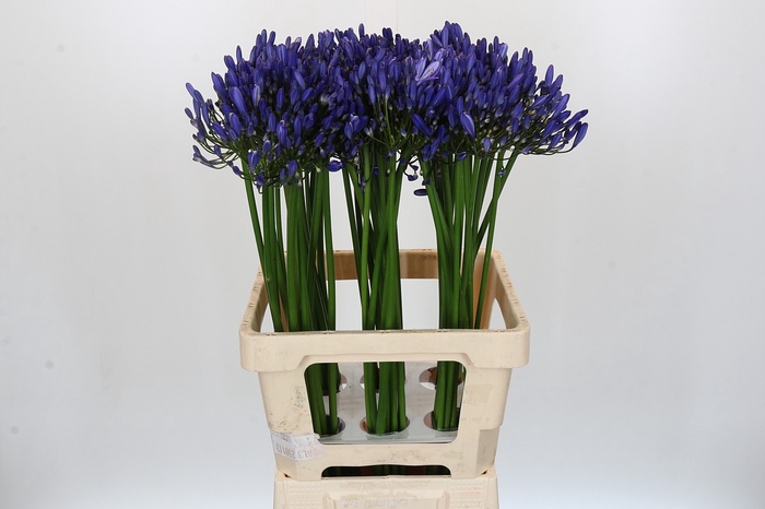 <h4>Agapanthus Uri</h4>