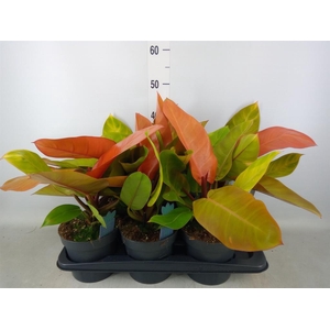 Philodendron  'Prince Of Orange'