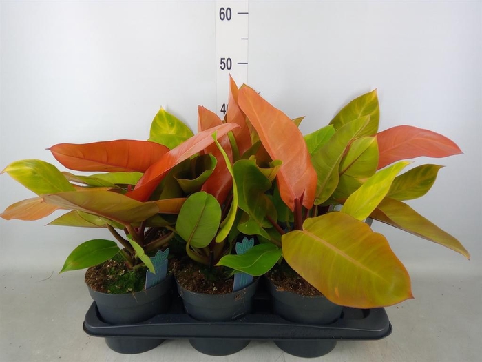 <h4>Philodendron  'Prince Of Orange'</h4>