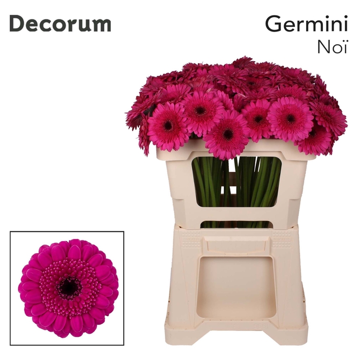 <h4>GERMINI NO? GE MI NO? EMMER X80</h4>