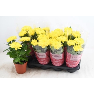 CHRYS SUPNOVA YELLOW