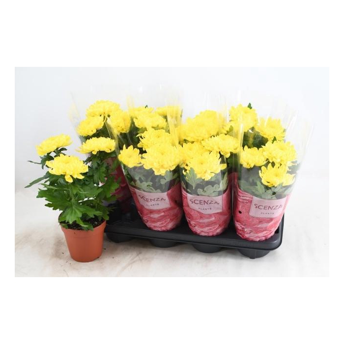 <h4>CHRYS SUPNOVA YELLOW</h4>