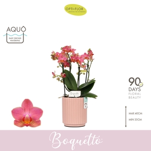 Boquetto Charme 3-5 spike in Molise Salmon Aquo