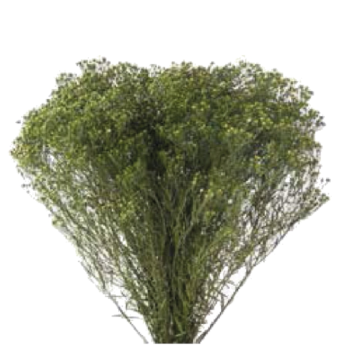 <h4>Broom Green BRM/4123</h4>