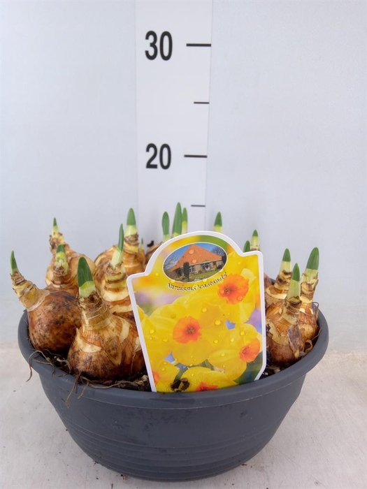 <h4>Narcissus ...</h4>