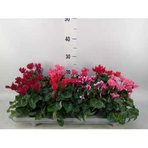 Cyclamen KL 'Carino'
