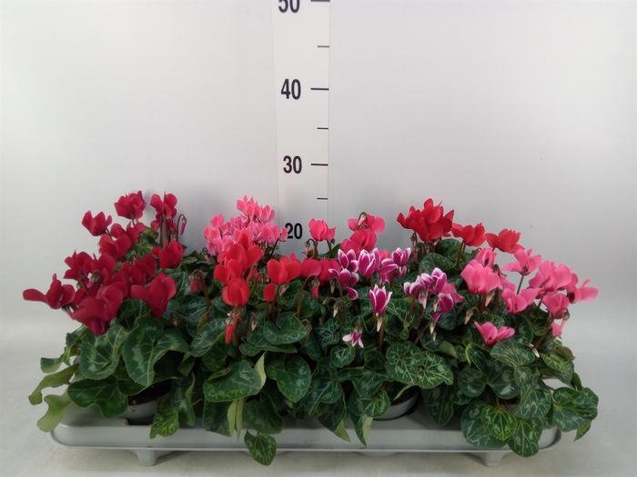 <h4>Cyclamen KL 'Carino'</h4>